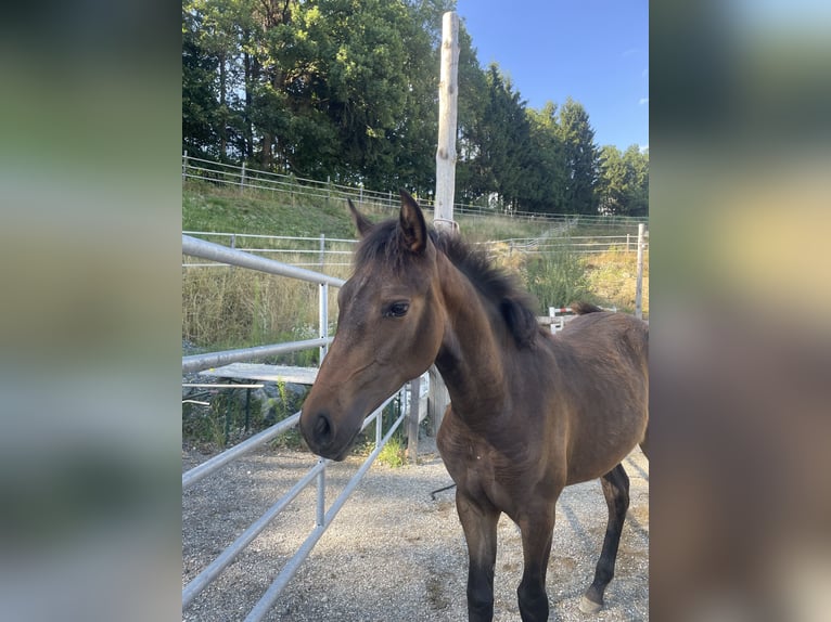 PRE Mare Foal (01/2025) Brown in Klagenfurt