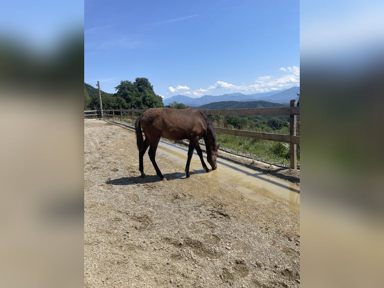 PRE Mare  Brown in Klagenfurt