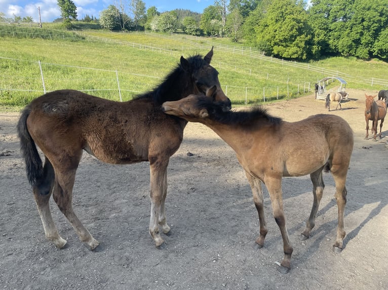 PRE Mare  Brown in Klagenfurt