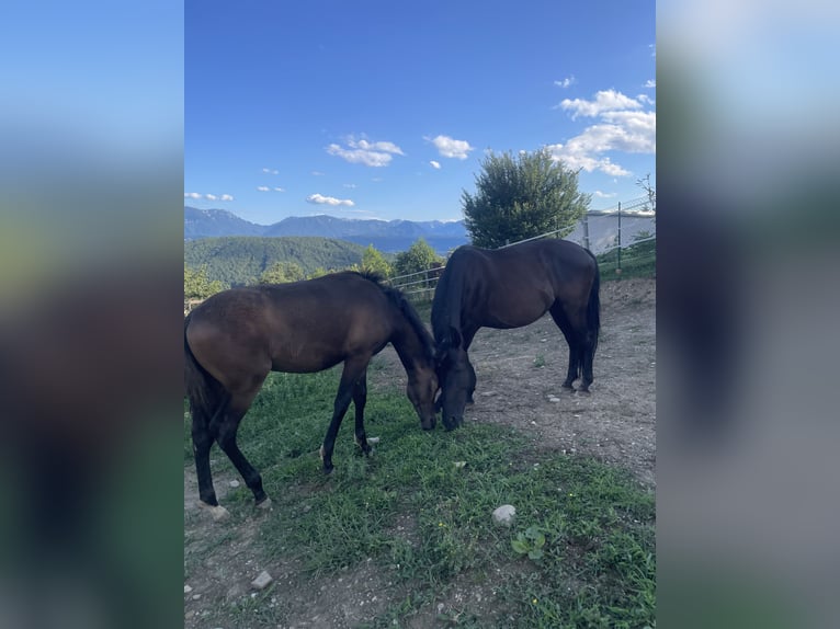 PRE Mare Foal (01/2025) Brown in Klagenfurt