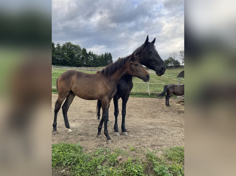 PRE Mare Foal (01/2025) Brown in Klagenfurt