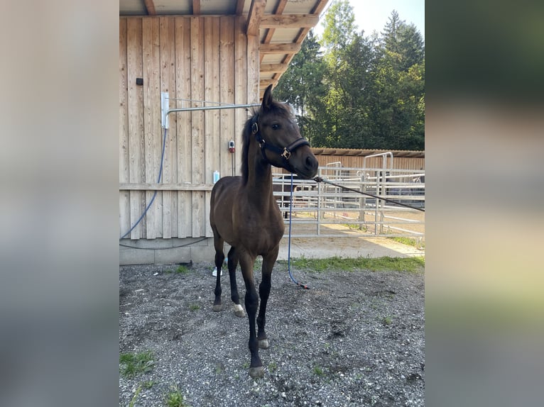 PRE Mare Foal (01/2025) Brown in Klagenfurt