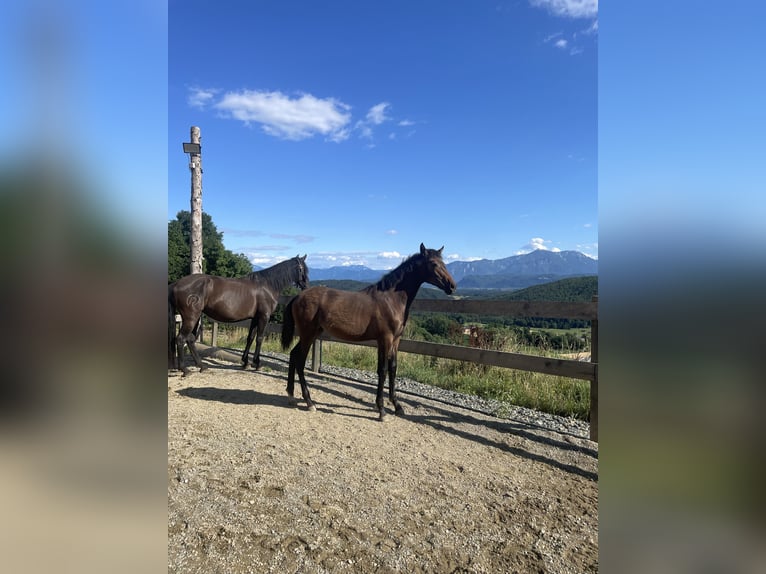 PRE Mare Foal (01/2025) Brown in Klagenfurt