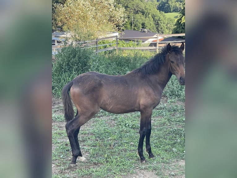 PRE Mare Foal (01/2025) Brown in Klagenfurt