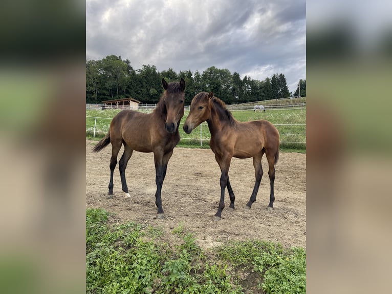 PRE Mare Foal (01/2025) Brown in Klagenfurt