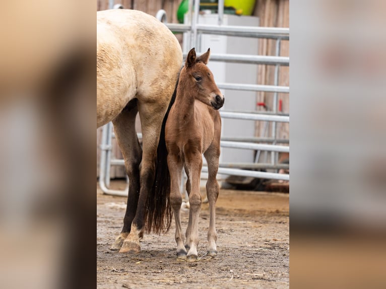 PRE Mare Foal (02/2026) Brown in Klagenfurt