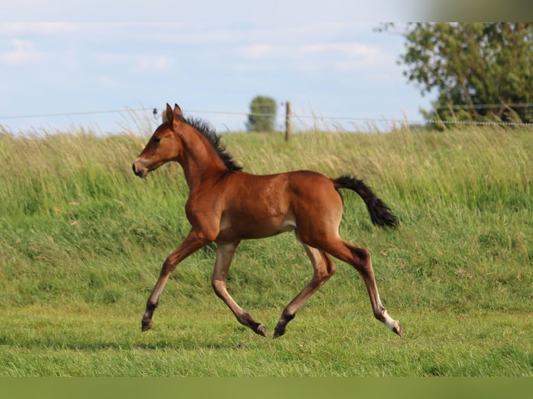 PRE Mare  Brown in Alveringem