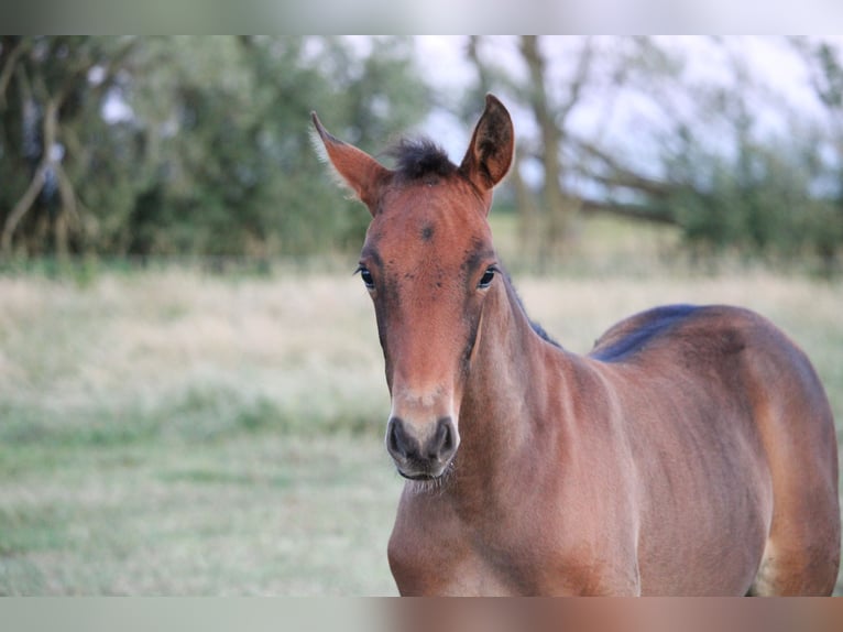 PRE Mare Foal (04/2025) Brown in Alveringem