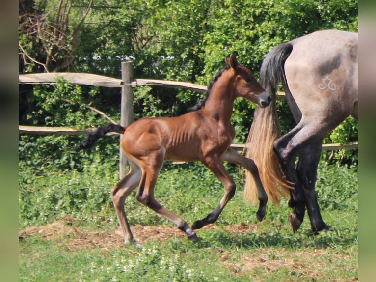 PRE Mare  Brown in Alveringem