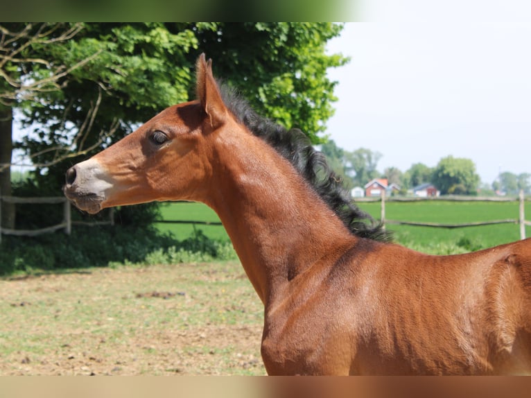 PRE Mare  Brown in Alveringem