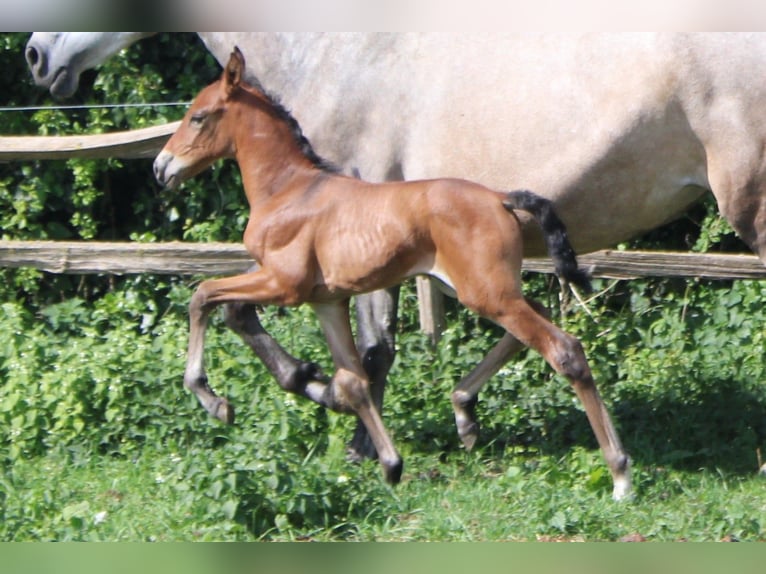 PRE Mare  Brown in Alveringem