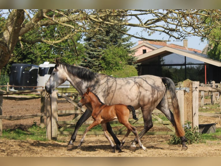 PRE Mare  Brown in Alveringem