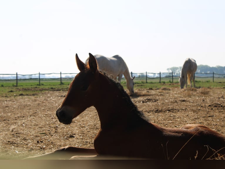 PRE Mare  Brown in Alveringem