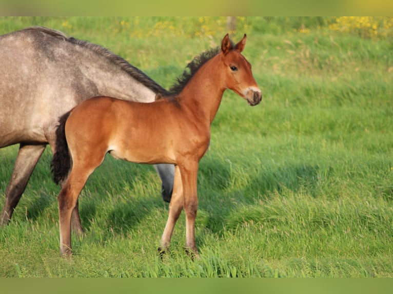 PRE Mare  Brown in Alveringem