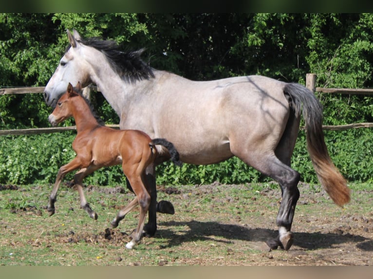 PRE Mare  Brown in Alveringem