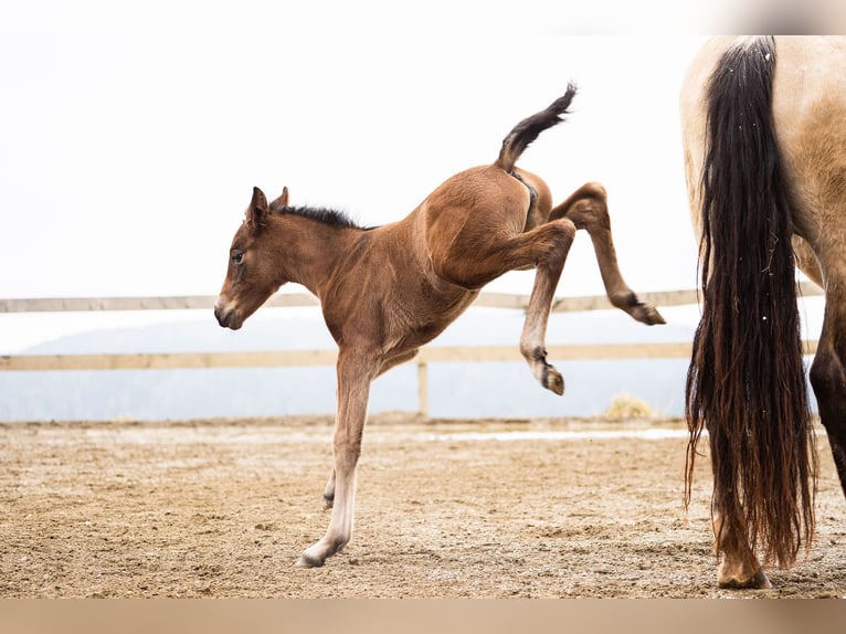 PRE Mare Foal (02/2026) Brown in Klagenfurt