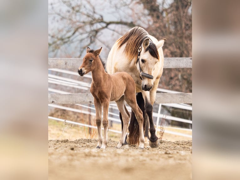 PRE Mare Foal (02/2026) Brown in Klagenfurt