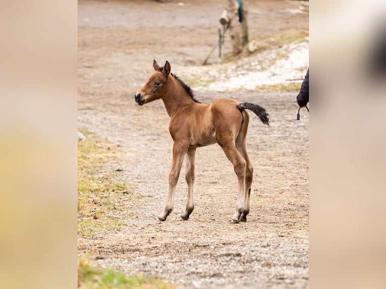 PRE Mare Foal (02/2026) Brown in Klagenfurt