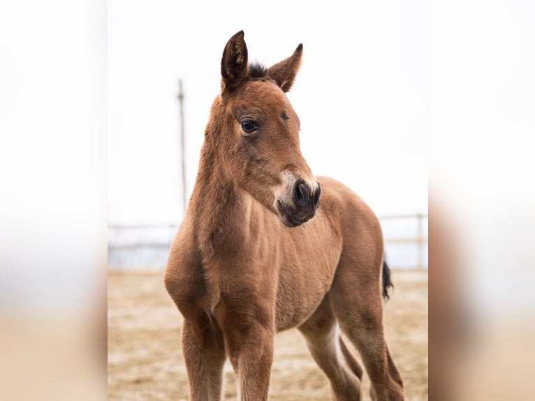 PRE Mare Foal (02/2026) Brown in Klagenfurt