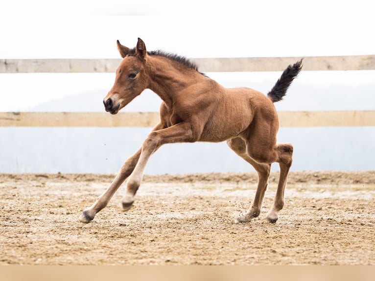 PRE Mare Foal (02/2026) Brown in Klagenfurt