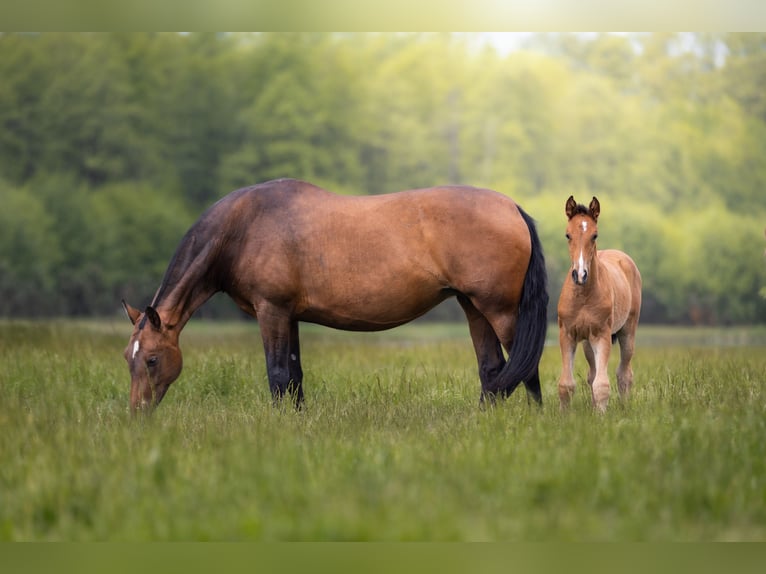 PRE Mare Foal (04/2026) Brown in Przedbórz