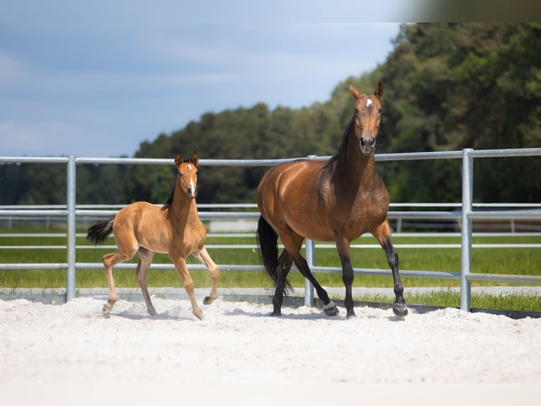 PRE Mare Foal (04/2026) Brown in Przedbórz