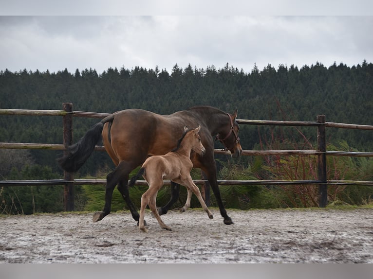 PRE Mare Foal (02/2026) Buckskin in Dochamps