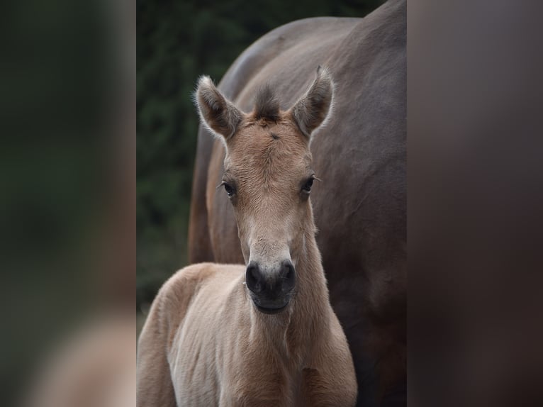 PRE Mare Foal (02/2026) Buckskin in Dochamps