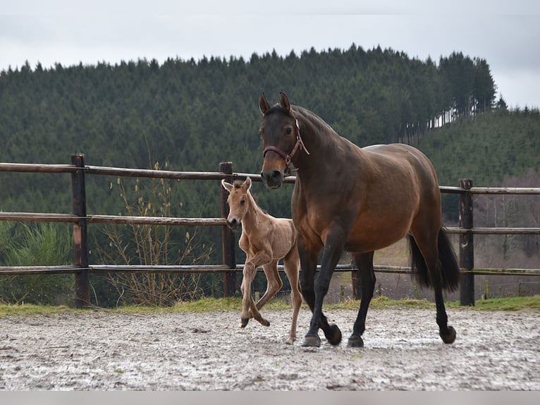 PRE Mare Foal (02/2026) Buckskin in Dochamps