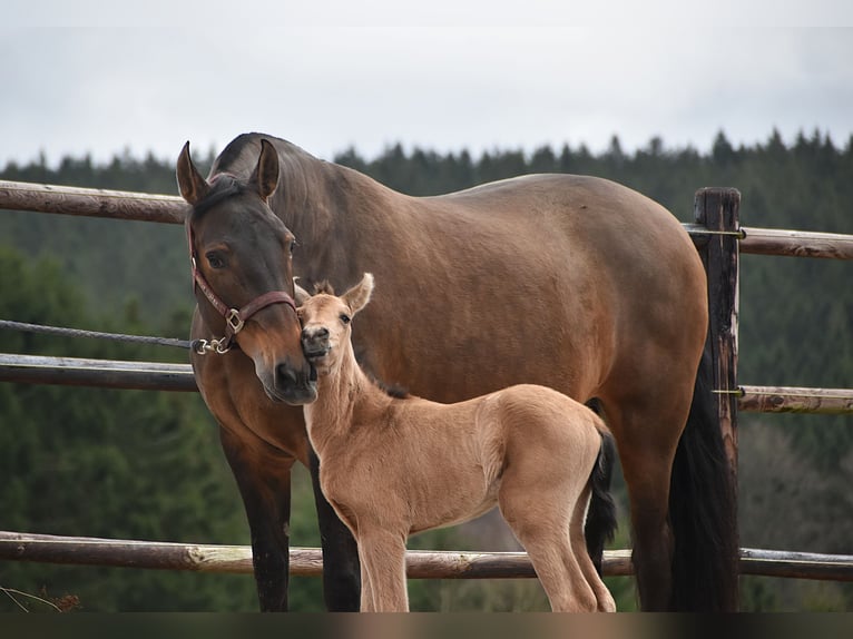 PRE Mare Foal (02/2026) Buckskin in Dochamps