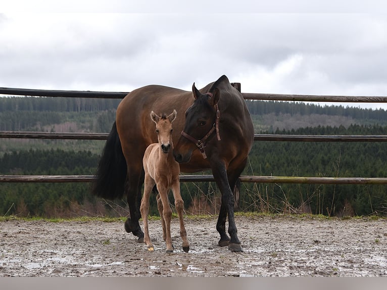 PRE Mare Foal (02/2026) Buckskin in Dochamps