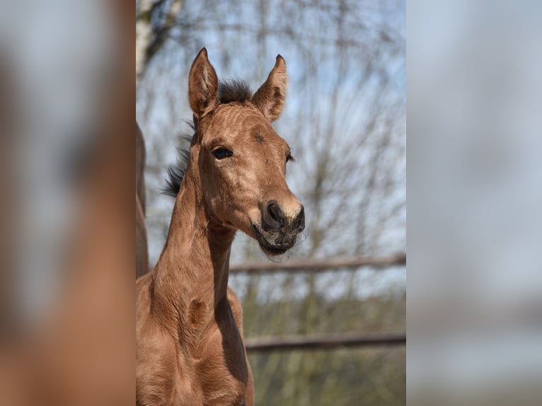 PRE Mare Foal (04/2025) Buckskin in Manhay