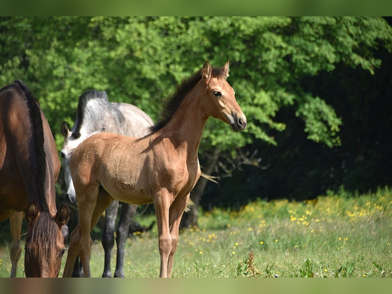 PRE Mare Foal (04/2025) Buckskin in Manhay