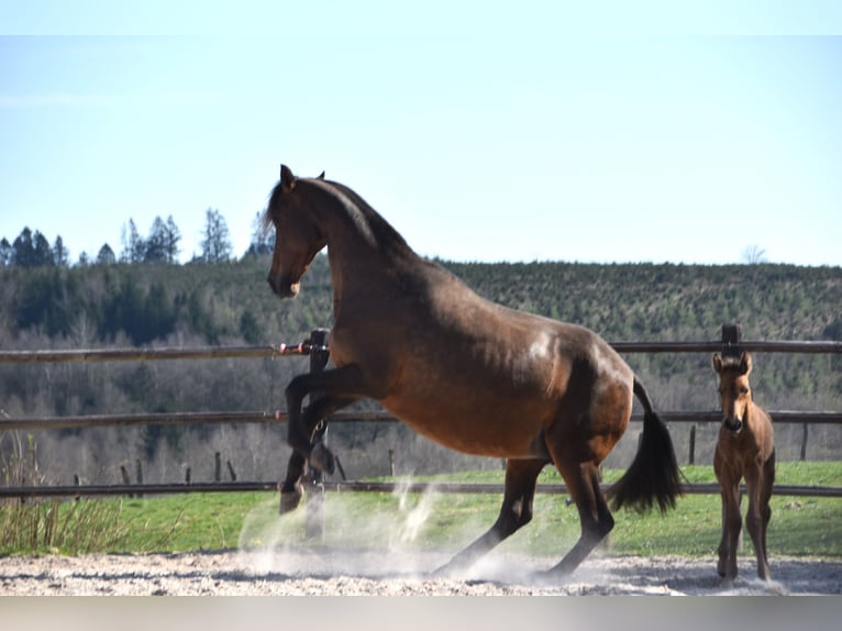 PRE Mare Foal (04/2025) Buckskin in Manhay