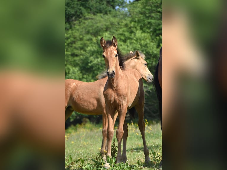 PRE Mare Foal (04/2025) Buckskin in Manhay