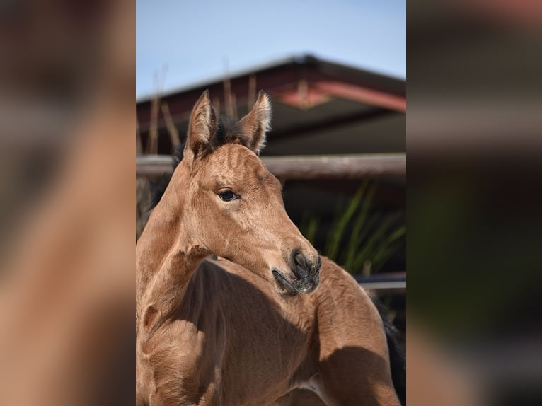 PRE Mare Foal (04/2025) Buckskin in Manhay