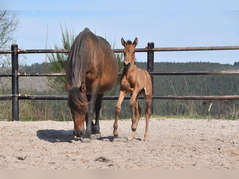 PRE Mare Foal (04/2025) Buckskin in Manhay