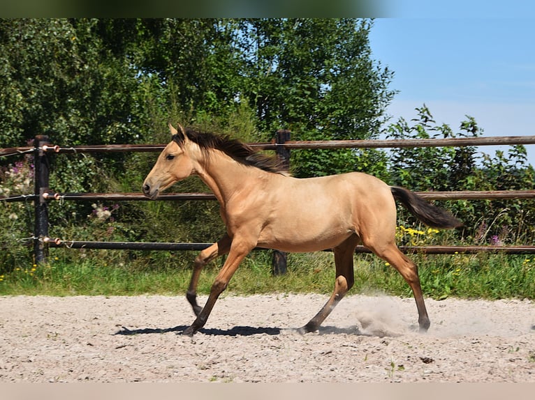 PRE Mare Foal (04/2025) Buckskin in Manhay
