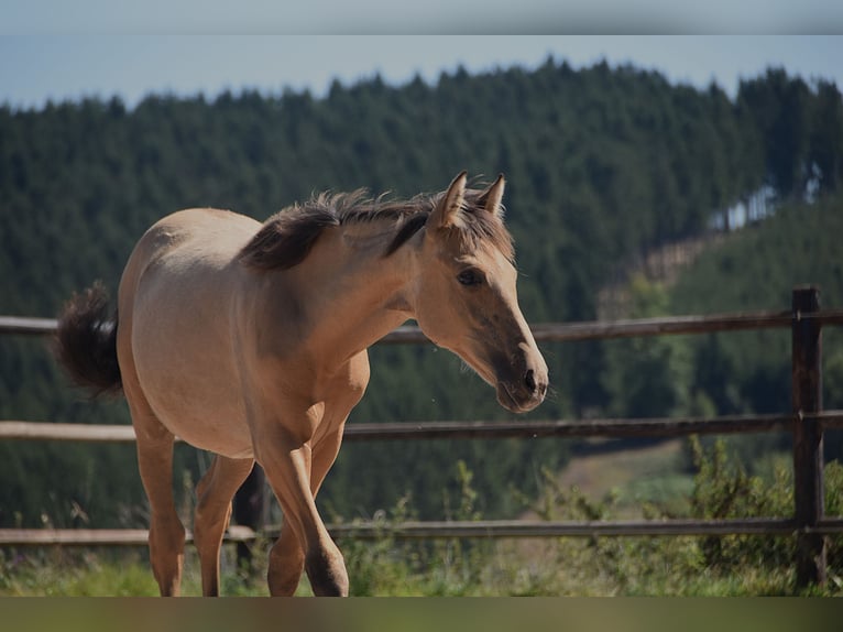 PRE Mare Foal (04/2025) Buckskin in Manhay