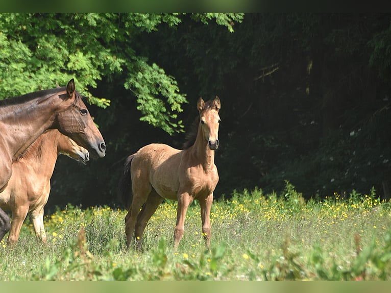 PRE Mare Foal (04/2025) Buckskin in Manhay