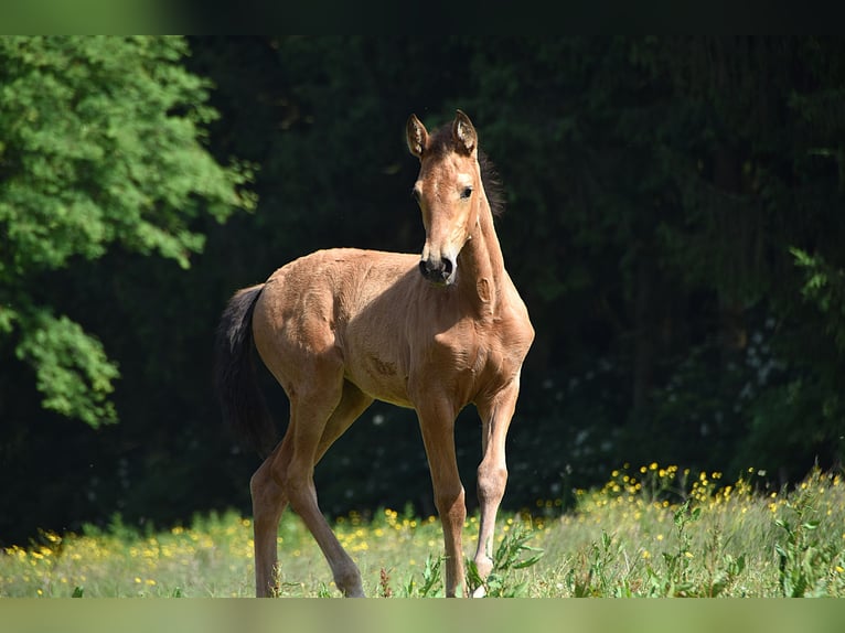 PRE Mare Foal (04/2025) Buckskin in Manhay