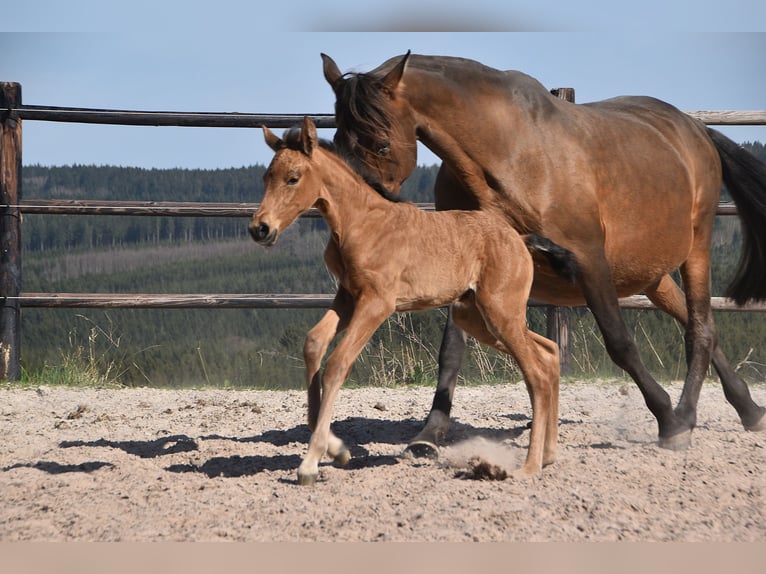 PRE Mare Foal (04/2025) Buckskin in Manhay