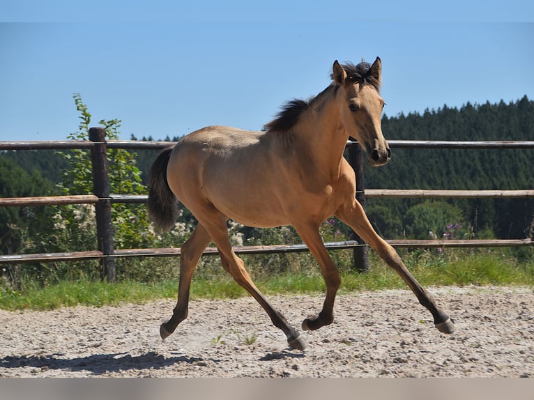 PRE Mare Foal (04/2025) Buckskin in Manhay