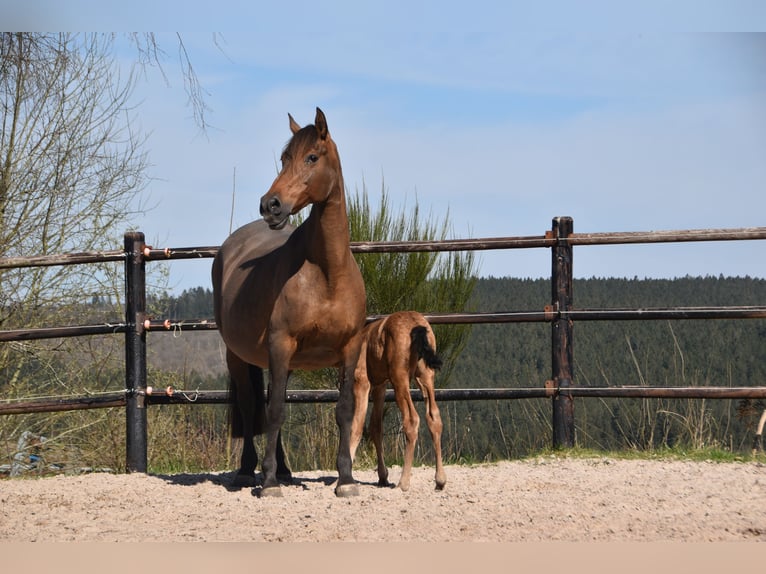 PRE Mare Foal (04/2025) Buckskin in Manhay