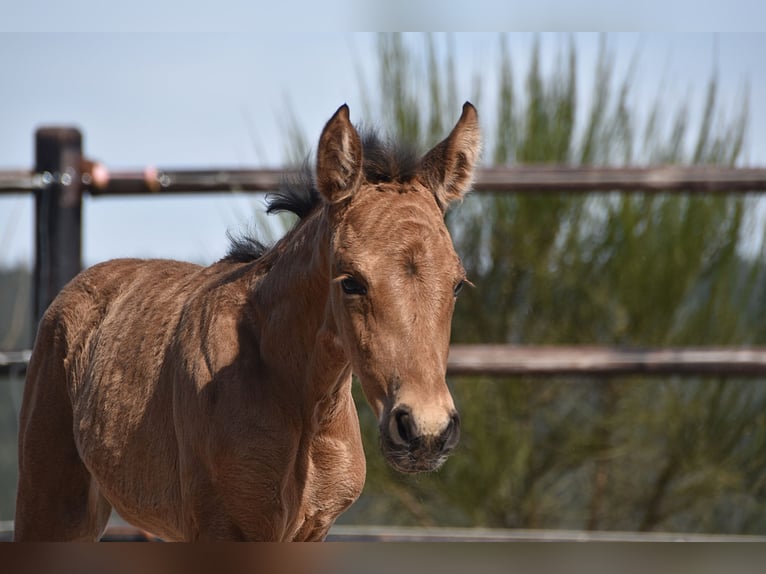 PRE Mare Foal (04/2025) Buckskin in Manhay