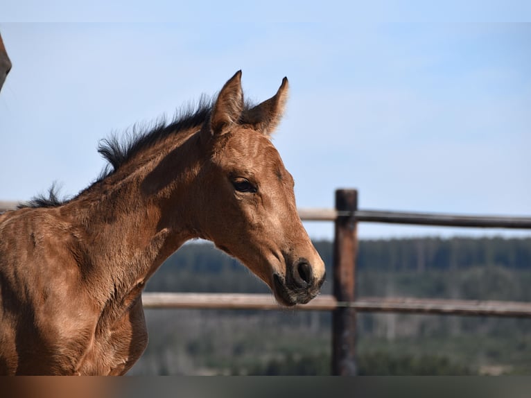 PRE Mare Foal (04/2025) Buckskin in Manhay