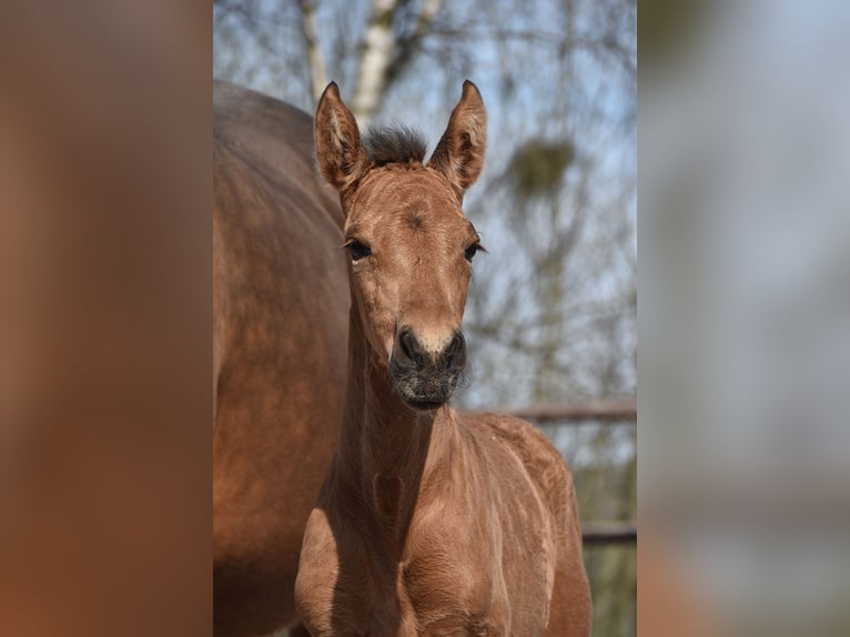 PRE Mare Foal (04/2025) Buckskin in Manhay
