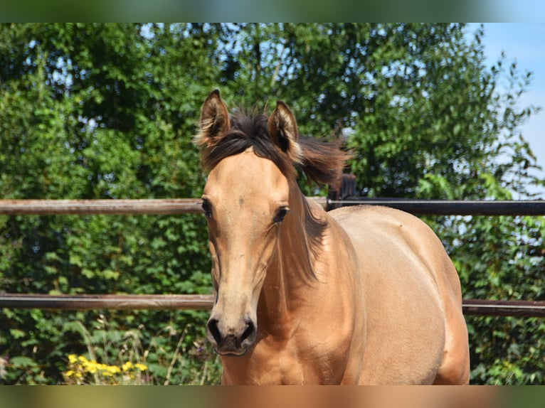 PRE Mare Foal (04/2025) Buckskin in Manhay