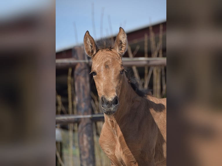 PRE Mare Foal (04/2025) Buckskin in Manhay