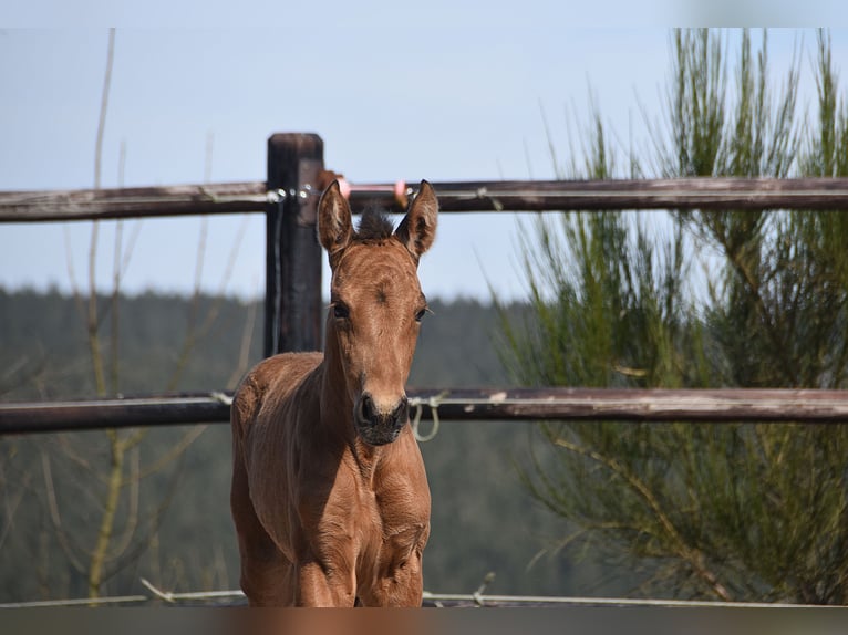 PRE Mare Foal (04/2025) Buckskin in Manhay